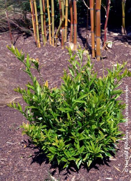 © Hortival Diffusion - Tous droits réservés