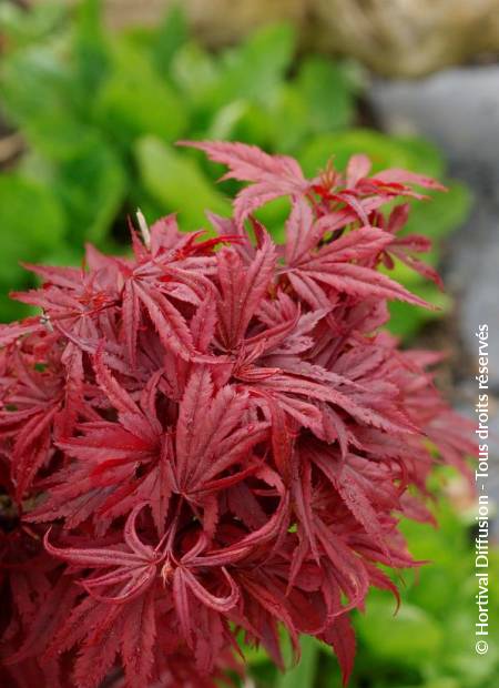 © Hortival Diffusion - Tous droits réservés