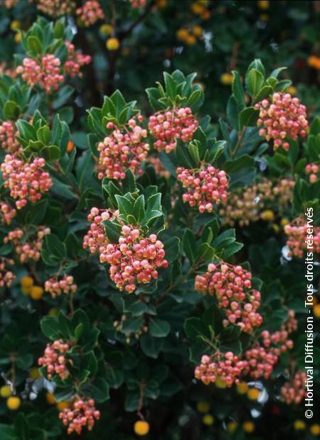 © Hortival Diffusion - Tous droits réservés