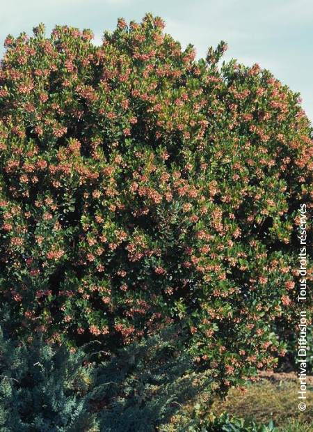 © Hortival Diffusion - Tous droits réservés