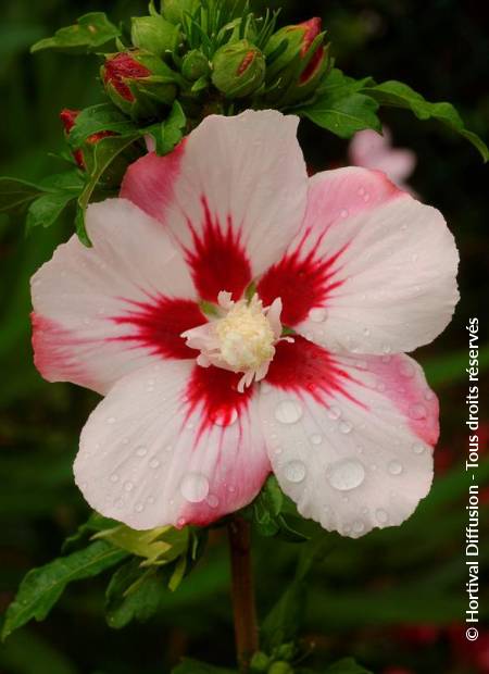 © Hortival Diffusion - Tous droits réservés