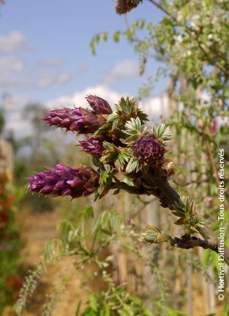 © Hortival Diffusion - Tous droits réservés