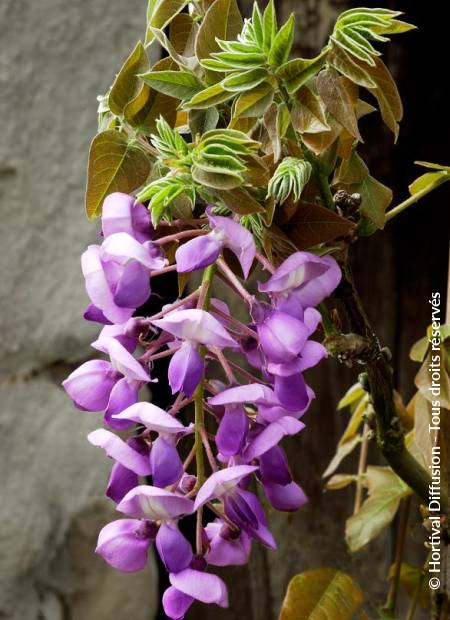 © Hortival Diffusion - Tous droits réservés