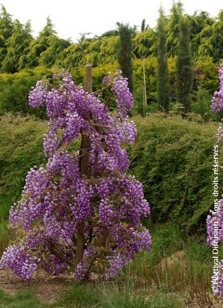 © Hortival Diffusion - Tous droits réservés