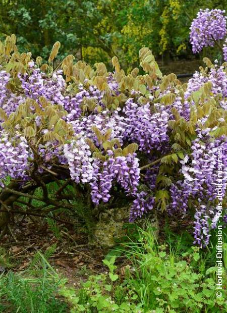 © Hortival Diffusion - Tous droits réservés