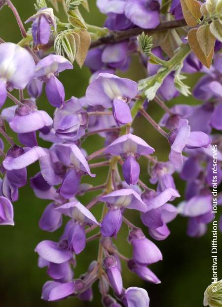 © Hortival Diffusion - Tous droits réservés