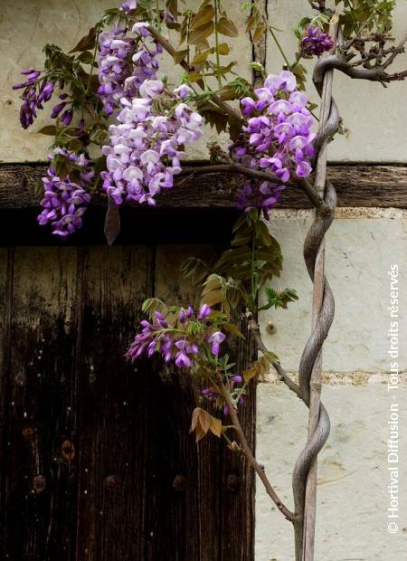 © Hortival Diffusion - Tous droits réservés