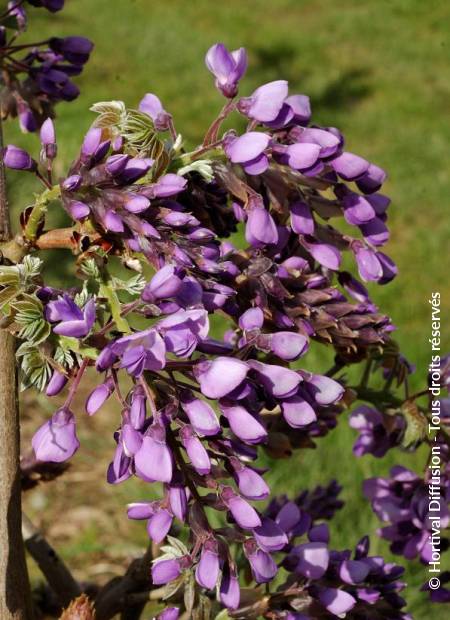 © Hortival Diffusion - Tous droits réservés