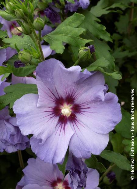 © Hortival Diffusion - Tous droits réservés