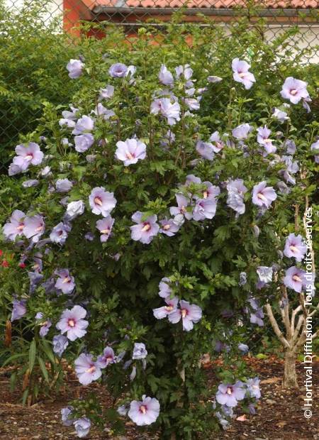 © Hortival Diffusion - Tous droits réservés