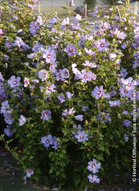 © Hortival Diffusion - Tous droits réservés