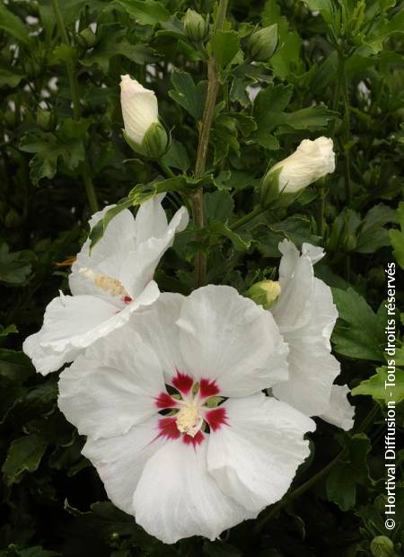 © Hortival Diffusion - Tous droits réservés