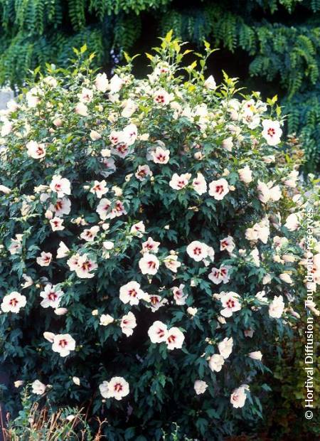 © Hortival Diffusion - Tous droits réservés