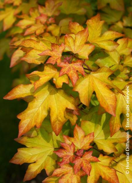 © Hortival Diffusion - Tous droits réservés