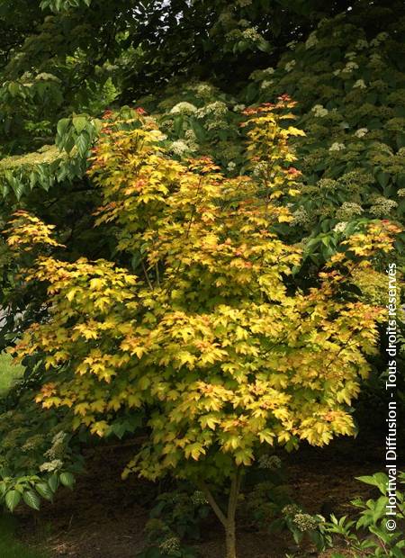 © Hortival Diffusion - Tous droits réservés