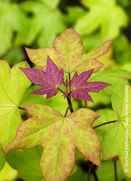 © Hortival Diffusion - Tous droits réservés