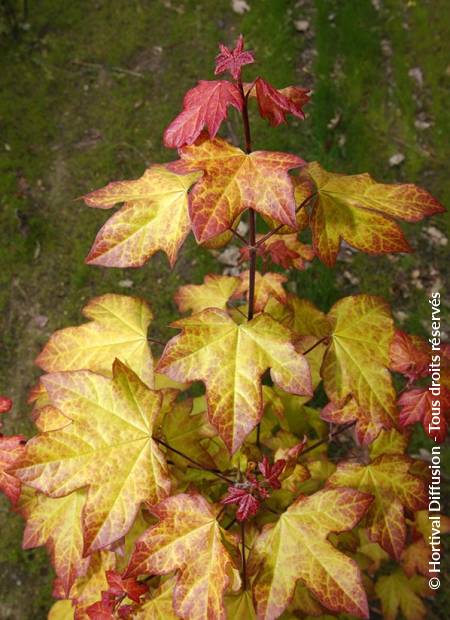 © Hortival Diffusion - Tous droits réservés