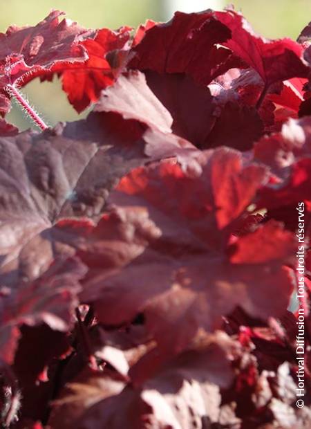 © Hortival Diffusion - Tous droits réservés