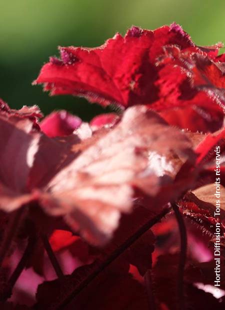 © Hortival Diffusion - Tous droits réservés