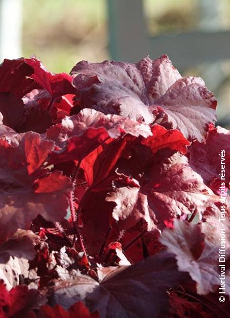 © Hortival Diffusion - Tous droits réservés