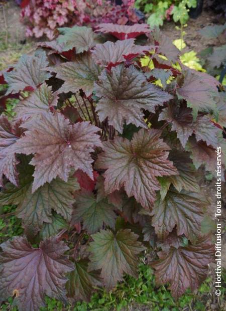 © Hortival Diffusion - Tous droits réservés