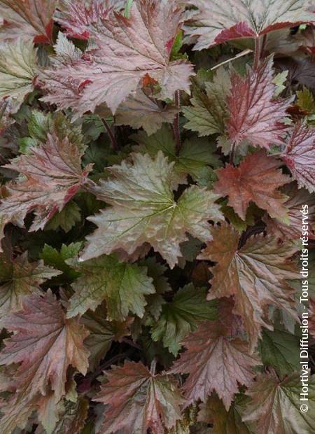 © Hortival Diffusion - Tous droits réservés