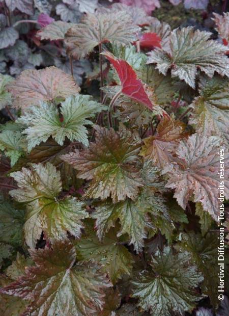 © Hortival Diffusion - Tous droits réservés