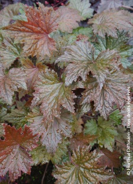 © Hortival Diffusion - Tous droits réservés