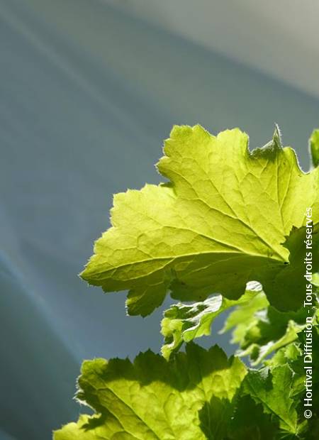 © Hortival Diffusion - Tous droits réservés