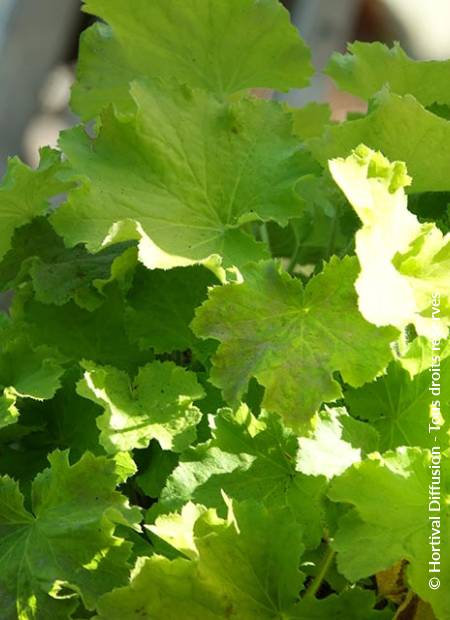 © Hortival Diffusion - Tous droits réservés