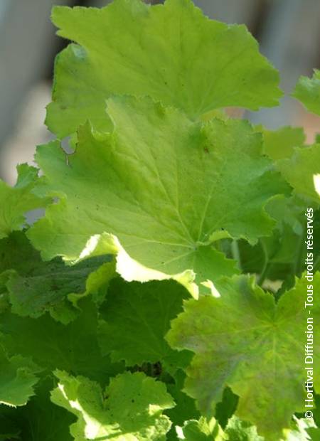 © Hortival Diffusion - Tous droits réservés