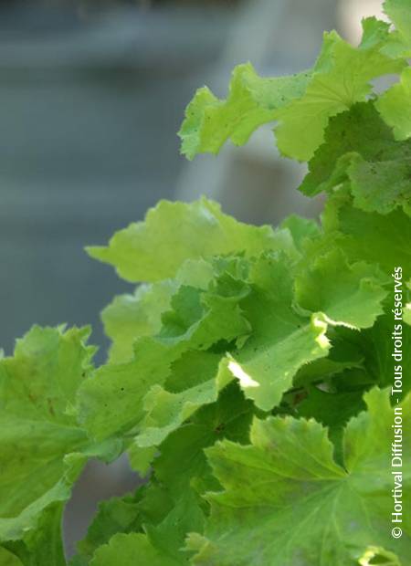 © Hortival Diffusion - Tous droits réservés