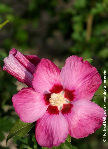 © Hortival Diffusion - Tous droits réservés