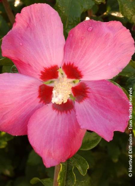 © Hortival Diffusion - Tous droits réservés