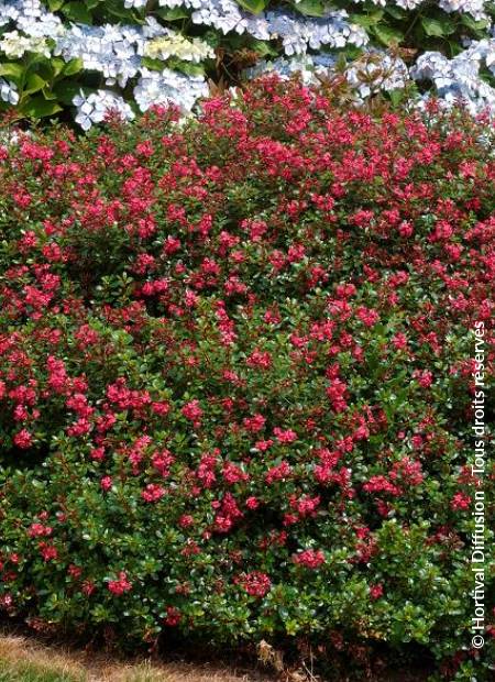 © Hortival Diffusion - Tous droits réservés