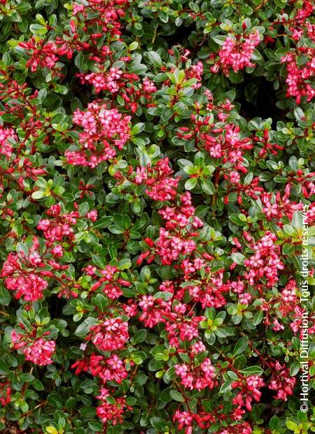 © Hortival Diffusion - Tous droits réservés