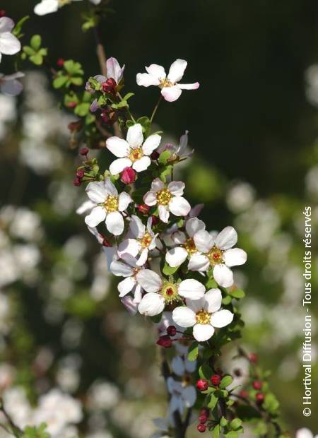 © Hortival Diffusion - Tous droits réservés