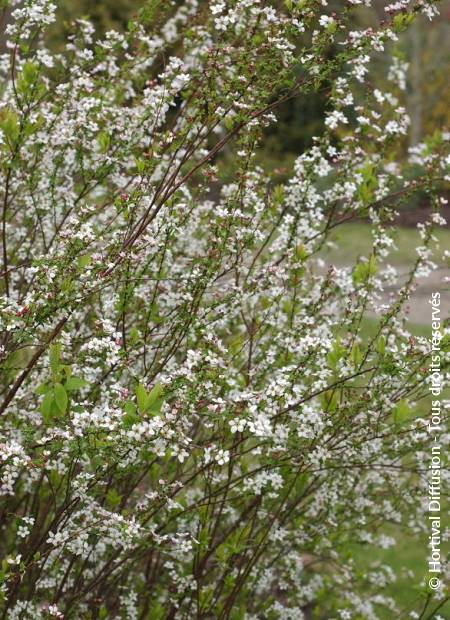 © Hortival Diffusion - Tous droits réservés