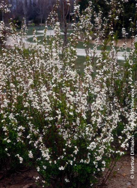 © Hortival Diffusion - Tous droits réservés