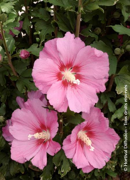 © Hortival Diffusion - Tous droits réservés