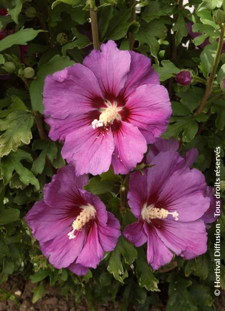 © Hortival Diffusion - Tous droits réservés