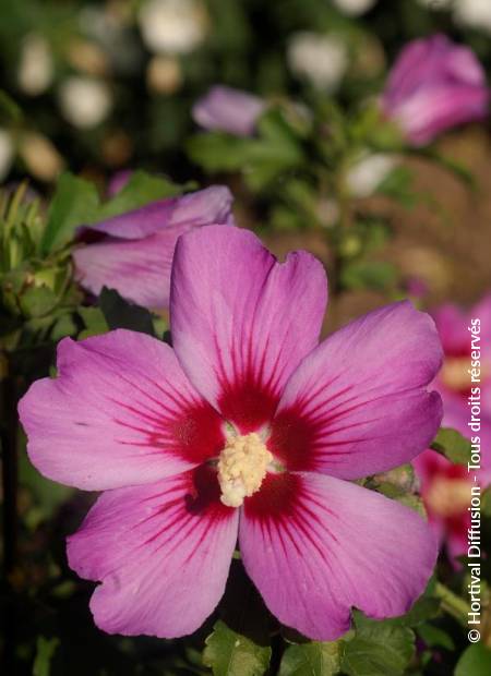 © Hortival Diffusion - Tous droits réservés