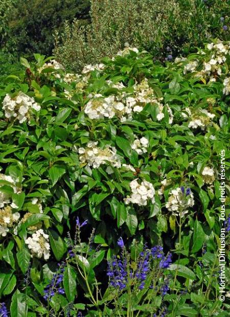 © Hortival Diffusion - Tous droits réservés