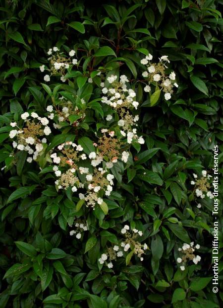 © Hortival Diffusion - Tous droits réservés