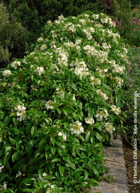 © Hortival Diffusion - Tous droits réservés