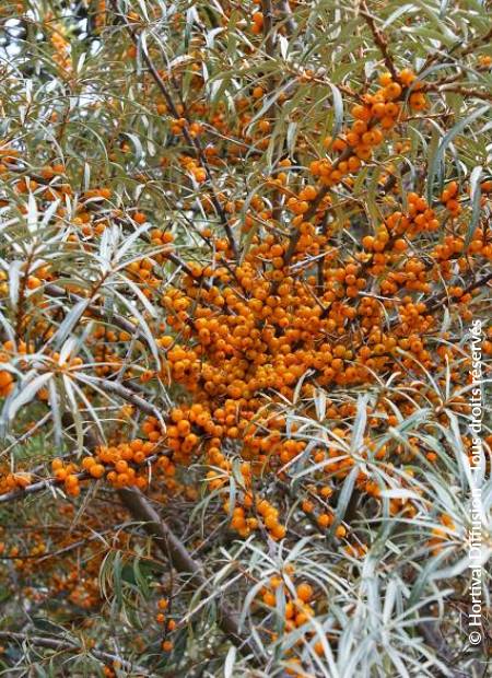 © Hortival Diffusion - Tous droits réservés