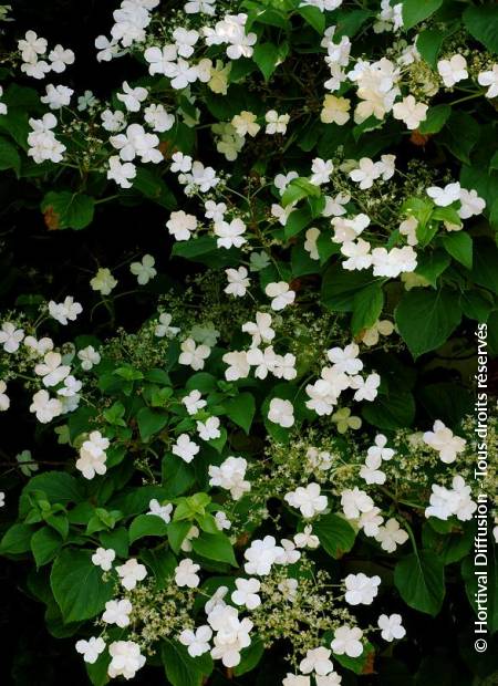 © Hortival Diffusion - Tous droits réservés