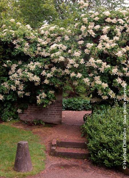 © Hortival Diffusion - Tous droits réservés