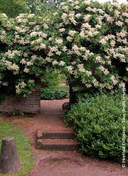 © Hortival Diffusion - Tous droits réservés