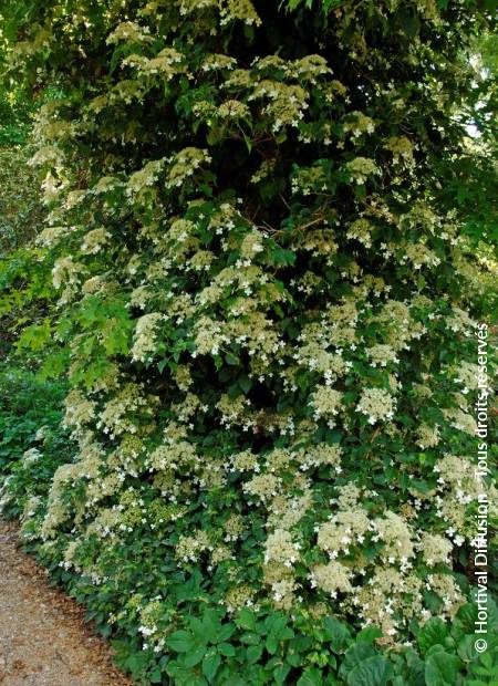 © Hortival Diffusion - Tous droits réservés